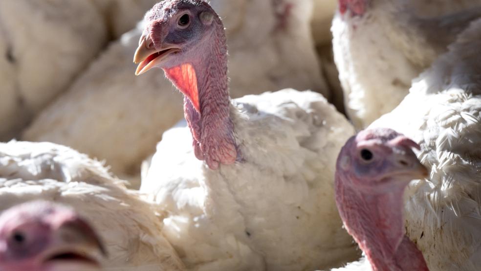 Amtliche Proben aus einem Putenzuchtbetrieb im Landkreis Aurich wurden im Friedrich-Loeffler-Institut (FLI) positiv auf den Geflügelpest-Virus H5N1 getestet. © Hoppe (dpa/Symbolfoto)