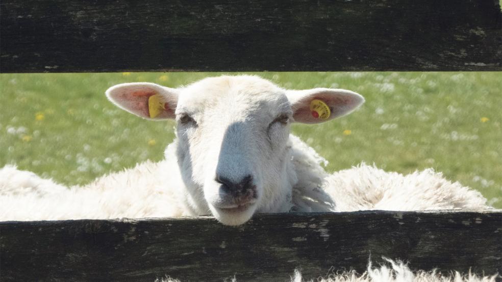 Die Deichschäferei ist aus Sicht der Rheiderland-Kommunen unerlässlich für den Erhalt und die Festigung der grünen Bollwerke. Zäune als Wolfsschutz sind für die Bürgermeister und Oberdeichrichter aus mehreren Gründen nicht praktikabel.  © Foto: Hanken