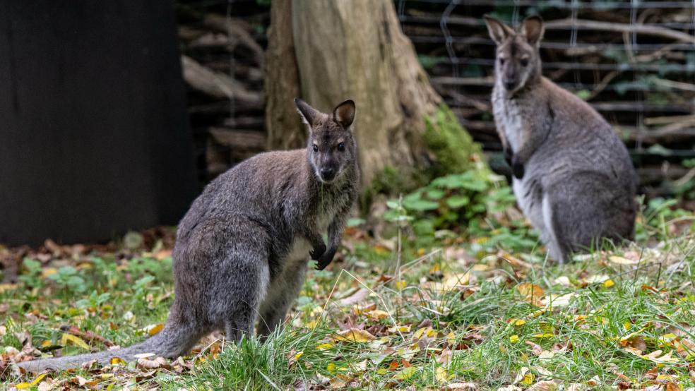 Ein sgenanntes Wallaby war am Wochenende in Neukamperfehn unterwegs und sorgte für Aufruhr. © pixabay
