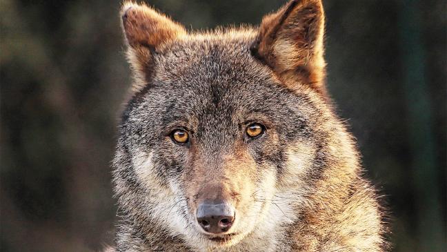Rückt der Wolf immer mehr auf den Pelz?