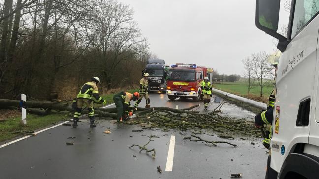 Baum stürzt auf Bundesstraße