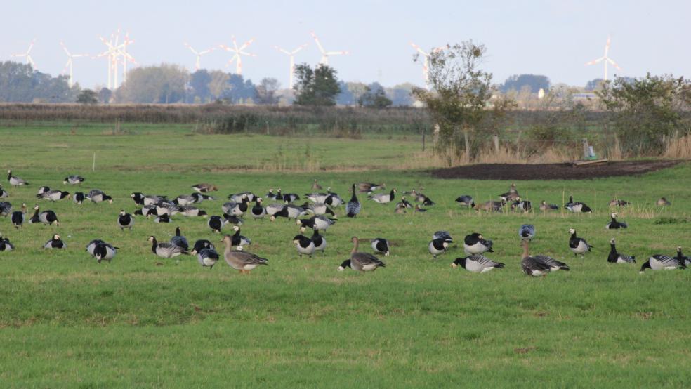 Stammgäste im Rheiderland: Wildgänse bei ihrer winterlichen Rast. © NABU Rheiderland
