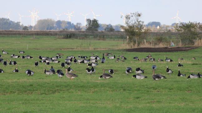 Vortrag über Gefahren der Vogelgrippe
