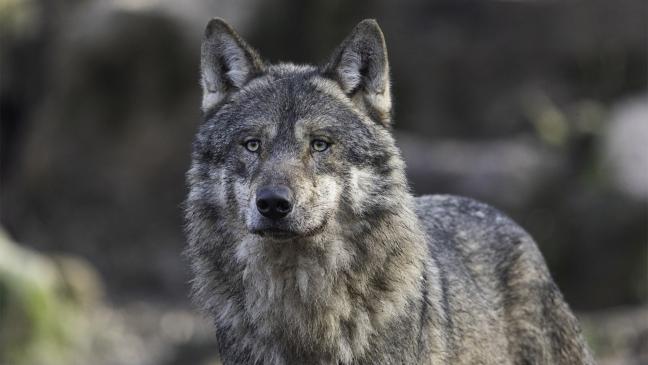 Kreistag fordert Taten in Sachen Wolf