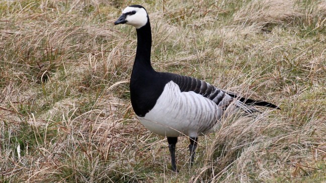 Landwirte erhalten mehr Gänse-Geld