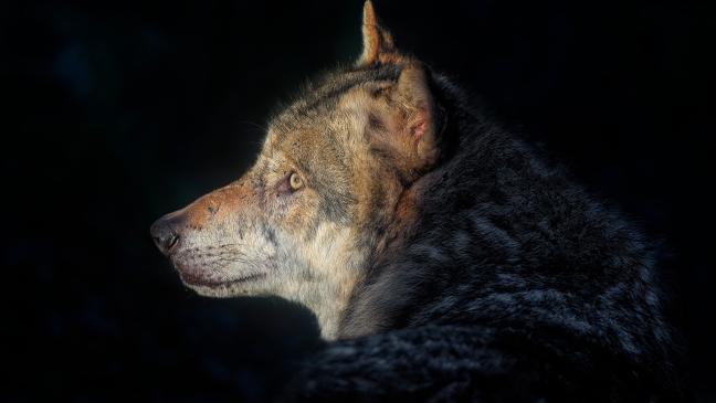 Wolf soll Ziege in Hatzum gerissen haben