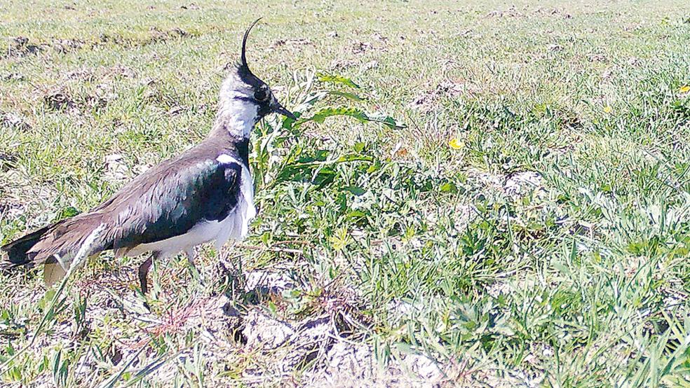 Mithilfe von Wildkameras konnte das Geschehen am Neststandort von Kiebitz und Co. genau dokumentiert werden.  © Foto: ÖNSL
