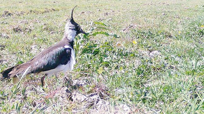 Seltene Amphibien und bedrohte Vogelarten