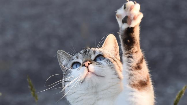 Kampf gegen Katzen-Elend
