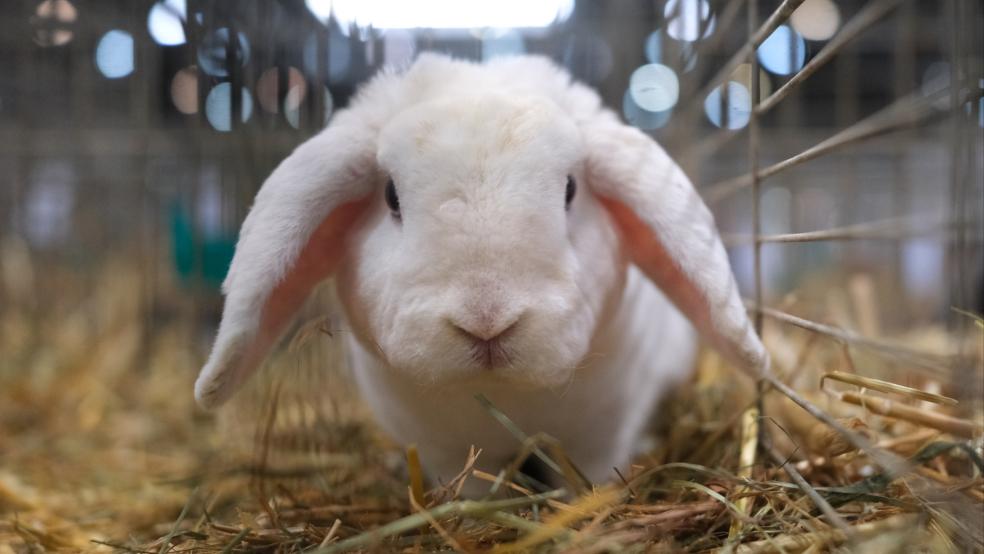 Auch Kaninchen der Rasse „Deutscher Zwergwidder“ werden ausgestellt. © Symbolfoto: Willnow (dpa)