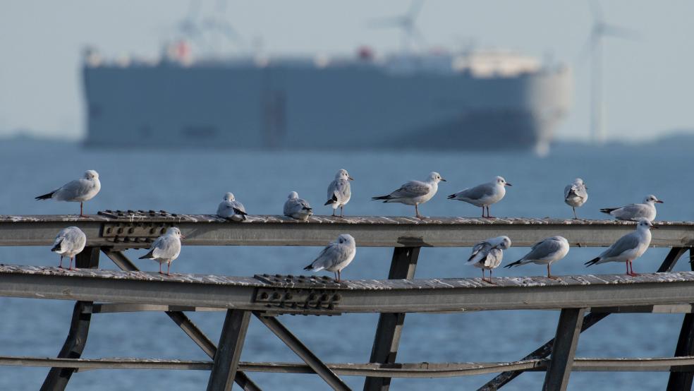 Mit der Vertiefung sollen Schiffe mit Tiefgängen bis zu 8,70 Meter den Emder Hafen Emden unabhängig von der Tide erreichen können - unter anderem Autotransporter. © Symbolfoto: Wagner (dpa)
