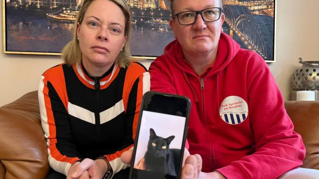Auf Norderney gestohlener Kater soll in Leer übergeben werden