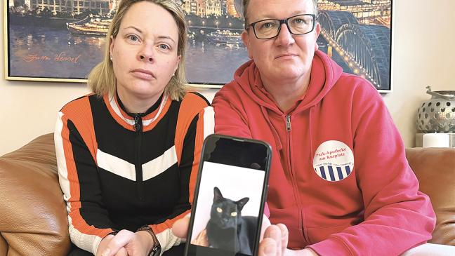 Gestohlener Kater wieder da