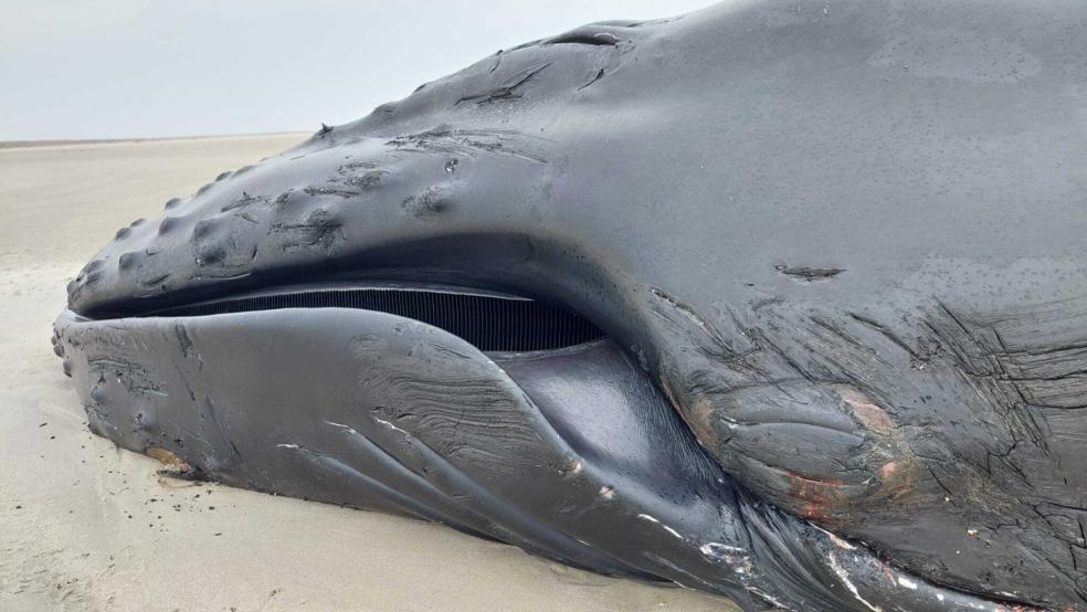Ein Blick auf das Maul des vor wenigen Tagen auf der Nordseeinsel Minsener Oog bei Wangerooge gestrandeten, toten Buckelwals. Experten des Niedersächsischen Landesamtes für Verbraucherschutz und Lebensmittelsicherheit (LAVES) und der Tierhochschule Hannover untersuchten den Kadaver. © dpa/Nationalparkverwaltung Niedersächsisches Wattenmeer (Florian Packmor)