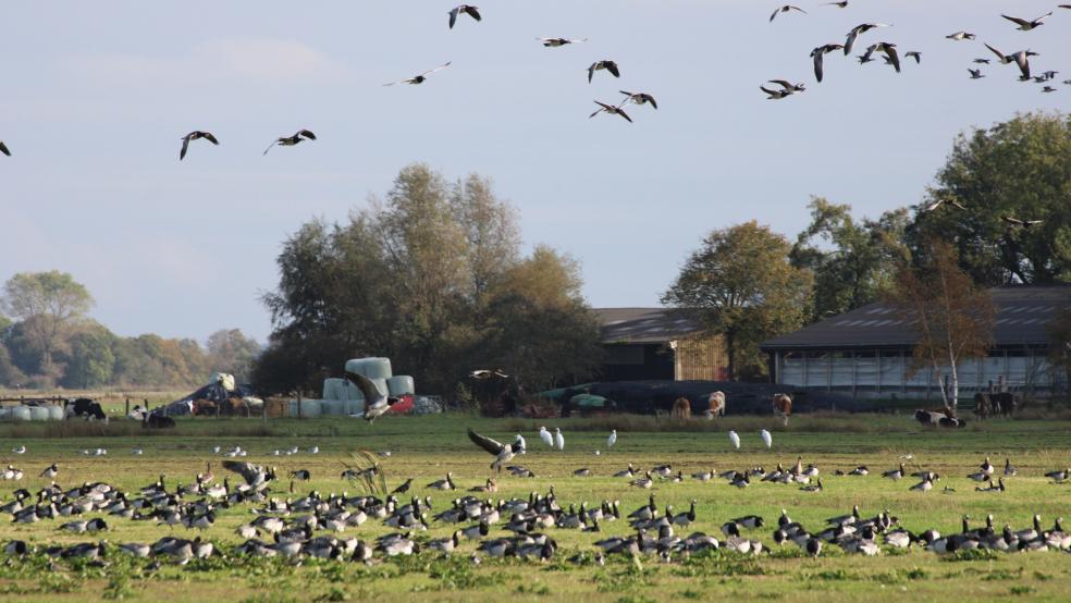 Im Bunderhammrich gibt es eine große Vogelvielfalt an Weißwangengänsen, Silberreihern und Möwen. © Ratering