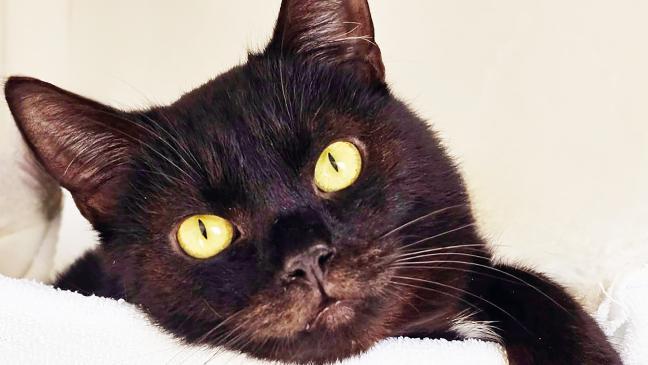 Schmusekater sucht Zuhause