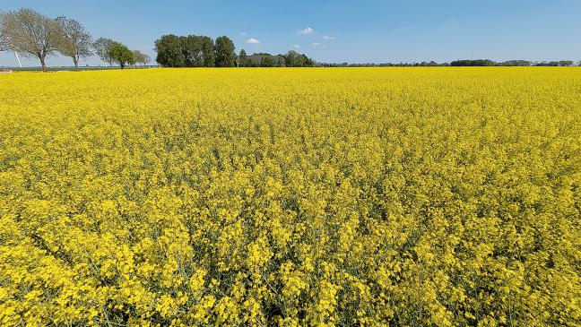 Rapsblüte taucht den Polder in leuchtendes Gelb