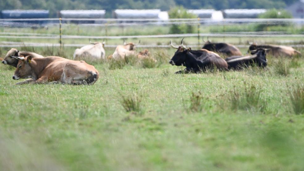 Das Beweidungsprojekt des Naturschutzbundes (NABU) mit Heckrindern in Thedingaer Vorwerk bei Nüttermoor nahm ein unrühmliches Ende. © Penning (dpa)