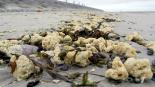 Paraffin-Klumpen verunreinigen Insel-Strand