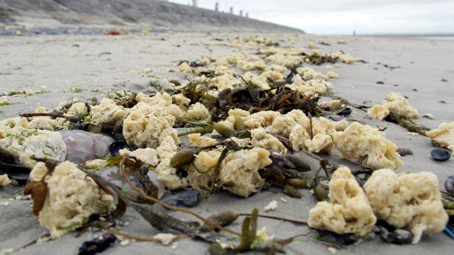 Paraffin-Klumpen verunreinigen Insel-Strand