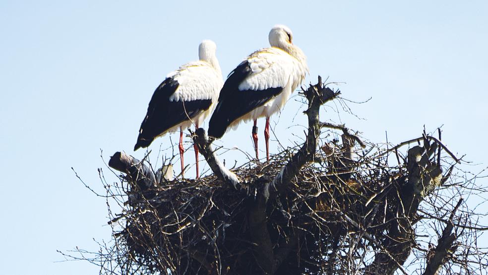 In Halte haben Störche ein sogenanntes »Wildnest« besetzt. Es steht an der Straße zwischen den Gartenbaubetrieben.  © Leserfoto: Peter Glowczewski