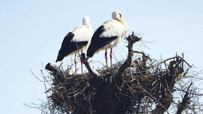 Volle Nester und ein »Kuckuckskind«