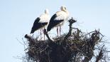 Volle Nester und ein »Kuckuckskind«