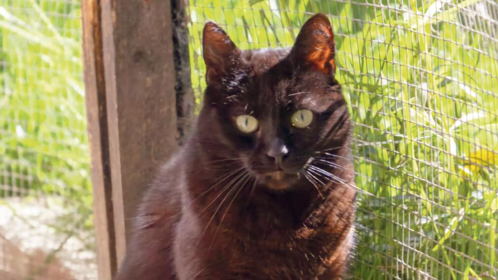 »Elwyn« sucht ein neues Zuhause.  © Foto: Jana Blaauw 