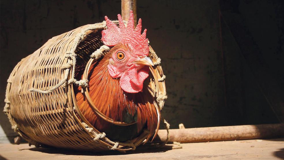 Einen Hahn wählen die Borkumer weiterhin aus, er bleibt aber im Stall und wird nicht in einem Korb aufgehängt.  © Symbolfoto: Pixabay