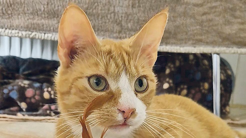 »Captain« wartet auf ein neues Zuhause.  © Foto: privat