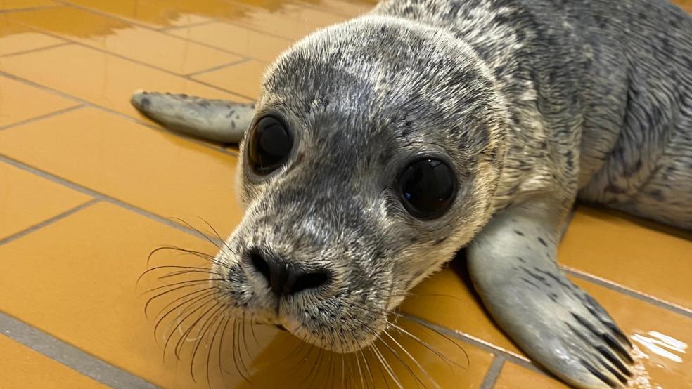 Die 8,6 Kilogramm schwere Karla wurde ohne Mutter in Spieka-Neufeld im Kreis Cuxhaven gefunden. © Seehundstation Norddeich
