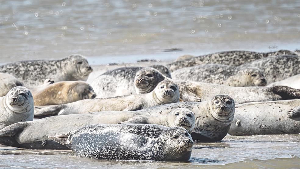 Seehunde auf Spiekeroog. Am Montag starten die Zählflüge an der Nordseeküste.  © Foto: dpa