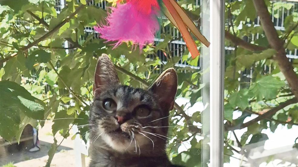 »Maya« ist eine sehr niedliche Katze.  © Foto: privat