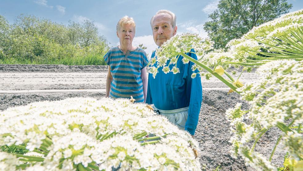 Anke Geppert und ihr Mann Hans-Hubertus Baumann im Angesicht des ärgerlichen und gefährlichen Riesen-Bärenklau am Bahndamm.  © Foto: Bruins
