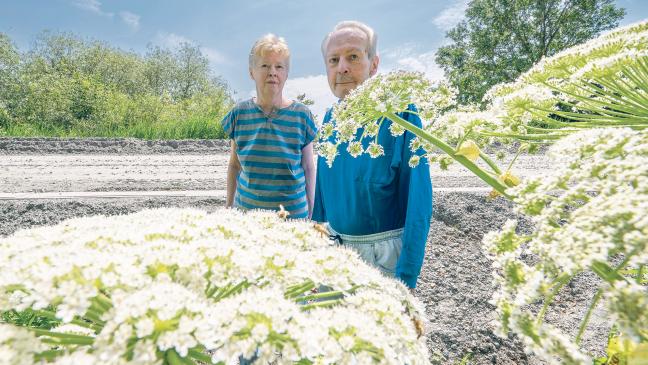 Riesen-Ärger um Riesen-Bärenklau