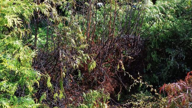 Hecke brennt auf fünf Metern Länge