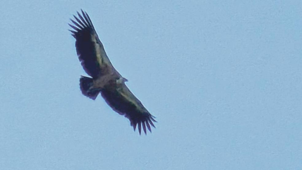 Die Gänsegeier in Ditzumerhammrich. Auch wenn die Qualität der Handyfotos nicht optimal ist, die charakterischen zweifarbigen Flügel und der auffällige weiße Kopf sind zu erkennen.  © Foto: privat