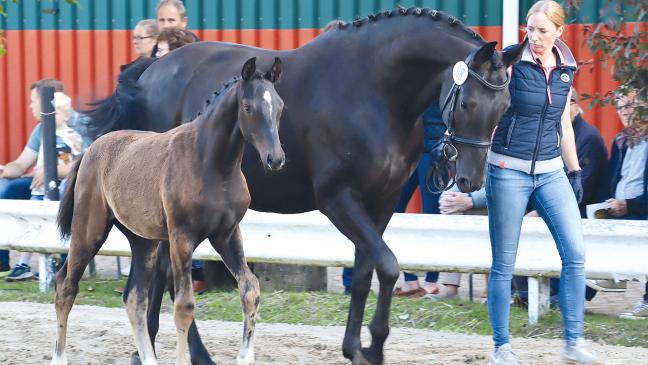 Fohlenschau begeistert 170 Besucher in Bingum 