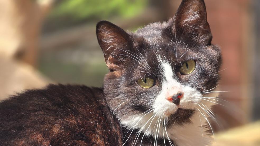 Anuschka weiß ihre Freiheit zu schätzen. © Foto: Tierschutz Rheiderland