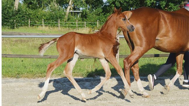 »Diora« das beste Fohlen in Ostfriesland