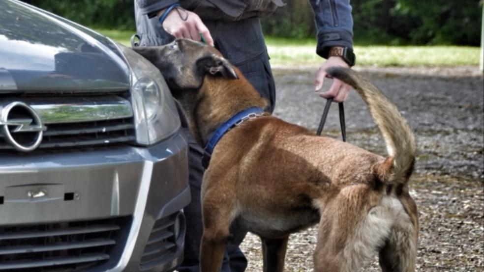 Banknoten-Spürhund "Cody" entdeckte bei einer Durchsuchung in Rhauderfehn in einer Vase einen Bargeld-Betrag von 24.250 Euro. © Symbolfoto: Polizeidirektion Osnabrück