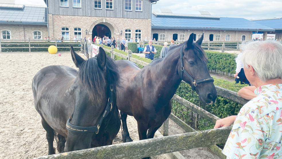 Die Friesenpferde des Polderhofs waren Thema des Streifzugs, und sie wurden auch während der Konzertpause bewundert. © Foto: Kuper