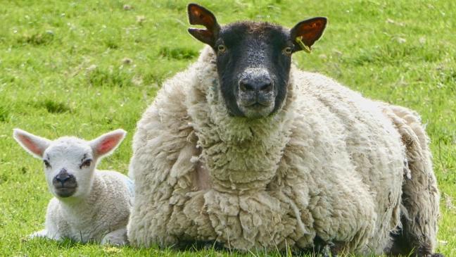 Schafbock und Mutterschaf mit Lamm gestohlen