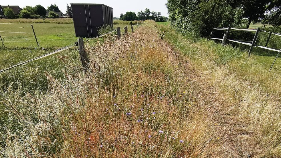 Heute sind die Trockenwälle nur noch vereinzelt sichtbar.  © Foto: Landkreis Aurich