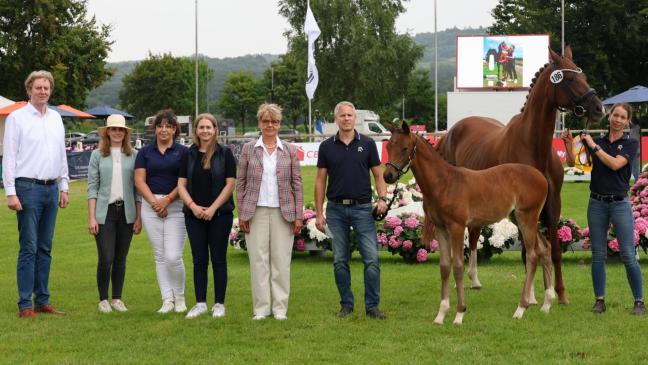 Fohlen aus Weener unter Deutschlands Besten