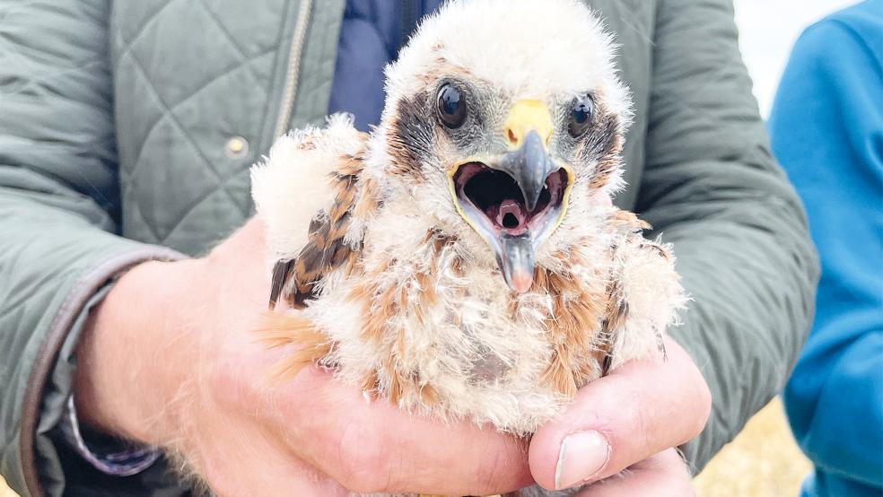 Die jungen Wiesenweihen waren das Highlight des diesjährigen Patentreffens.  © Foto: privat