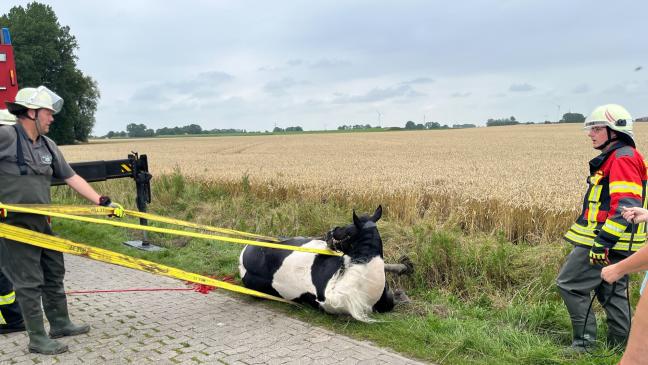 Feuerwehr rettet Pferd "Bonnie" aus drei Meter tiefem Graben