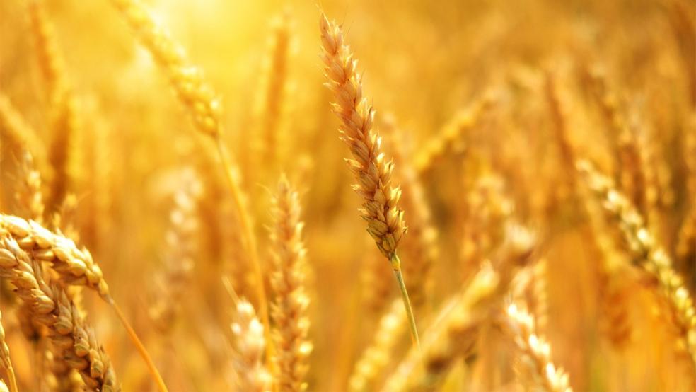  Ernährungssicherheit, Klimagerechtigkeit und Menschenrechte - dafür setzt sich »Brot für die Welt« ein.  © Foto: Pixabay