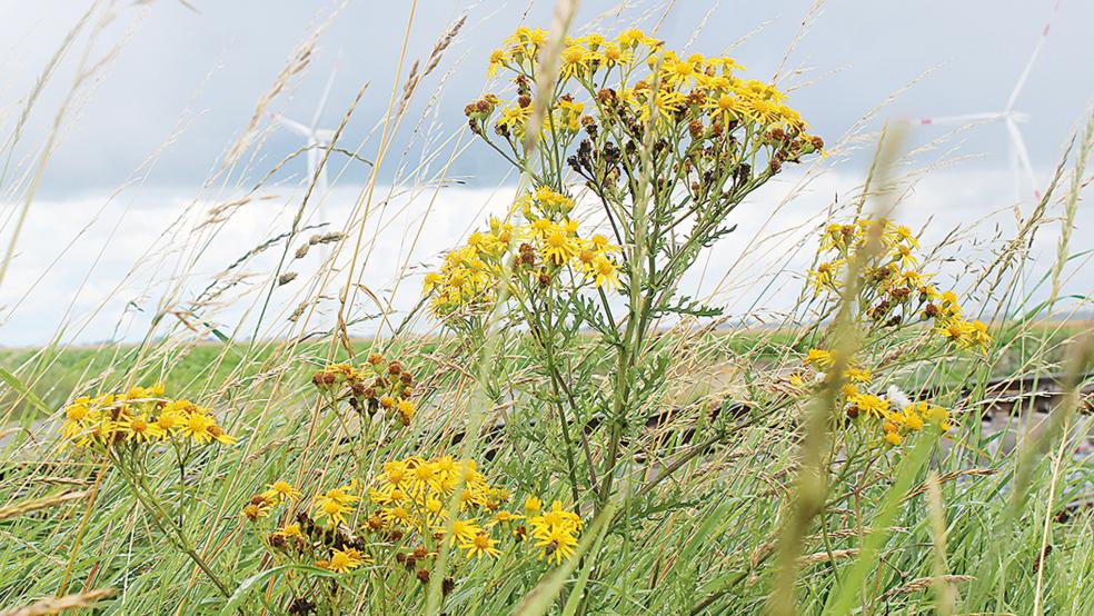 Das Jaokbskreuzkraut ist derzeit im Rheiderland wie hier in Charlottenpolder auf dem Vormarsch. Besonders Pferdehaltern macht die Ausbreitung Sorgen.  © Foto: Berents