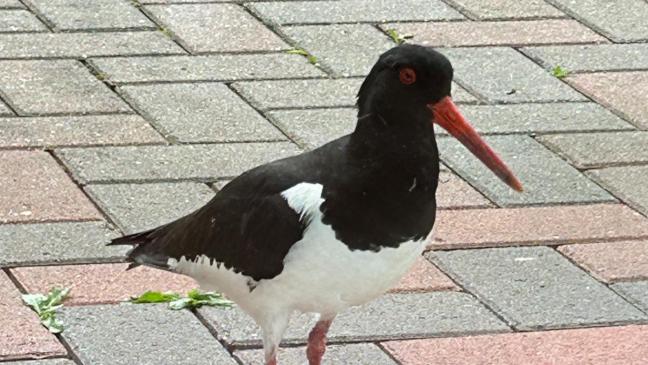 Austernfischer klopft an